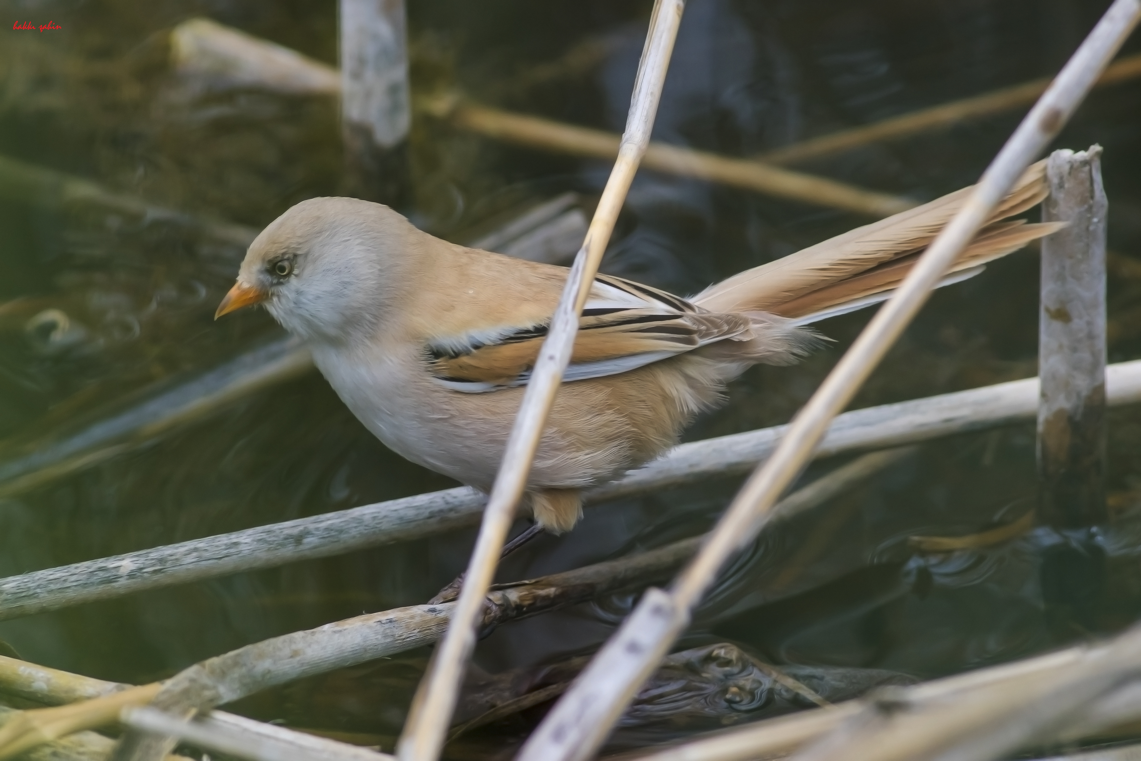 Bearded Reedling